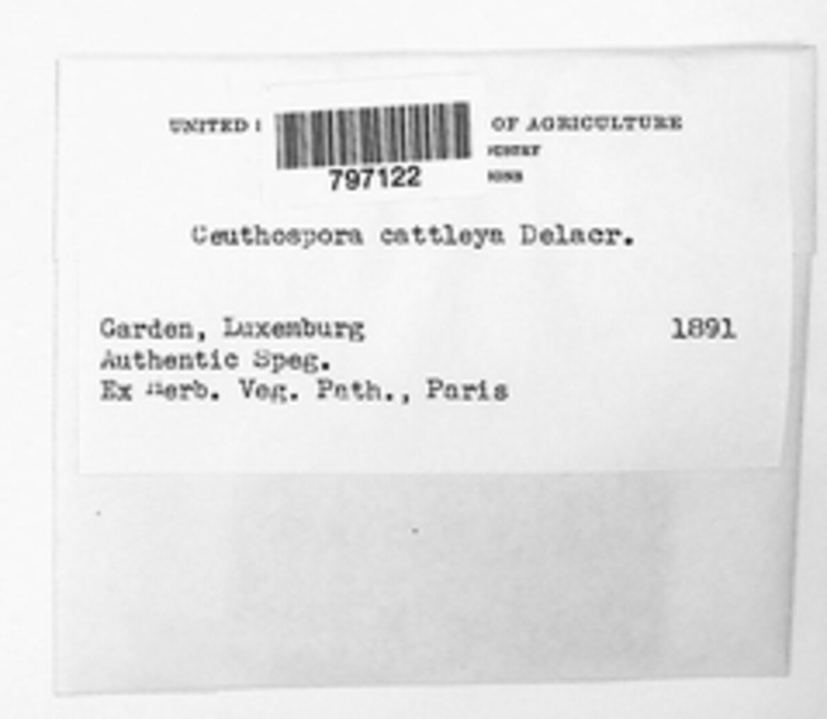 Ceuthospora cattleyae image